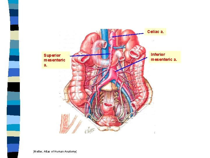 Celiac a. Superior mesenteric a. )Netter, Atlas of Human Anatomy( Inferior mesenteric a. 