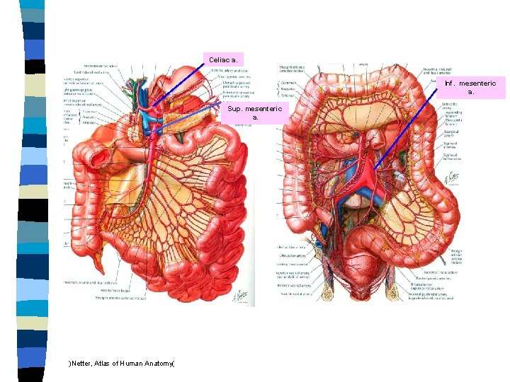 Celiac a. Inf. mesenteric a. Sup. mesenteric a. )Netter, Atlas of Human Anatomy( 