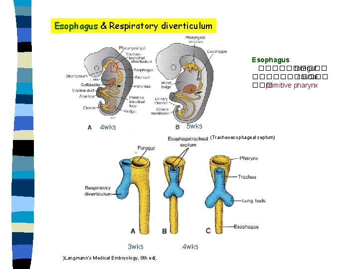 Esophagus & Respiratory diverticulum Esophagus ����� foregut ������ caudal ��� primitive pharynx 5 wks
