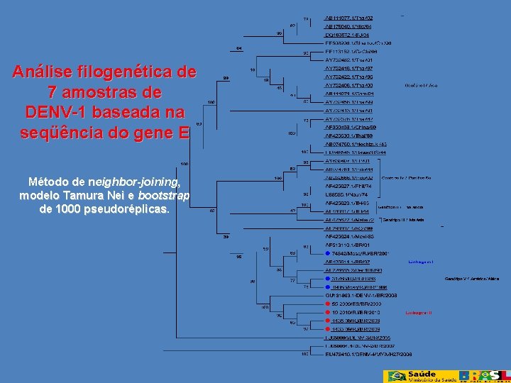 Análise filogenética de 7 amostras de DENV-1 baseada na seqüência do gene E Método