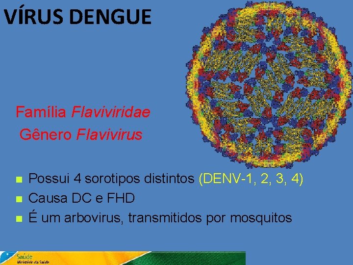VÍRUS DENGUE Família Flaviviridae Gênero Flavivirus n n n Possui 4 sorotipos distintos (DENV-1,