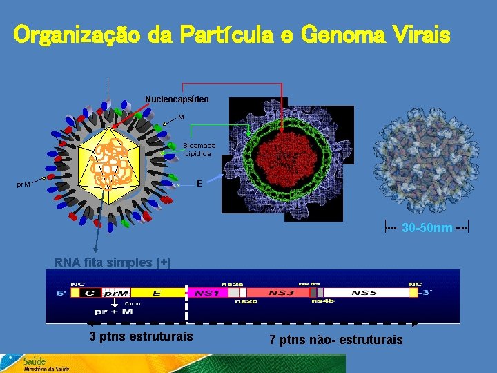 Organização da Partícula e Genoma Virais Nucleocapsídeo M Bicamada Lipídica E pr. M 30