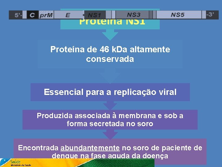 Proteína NS 1 Proteína de 46 k. Da altamente conservada Essencial para a replicação