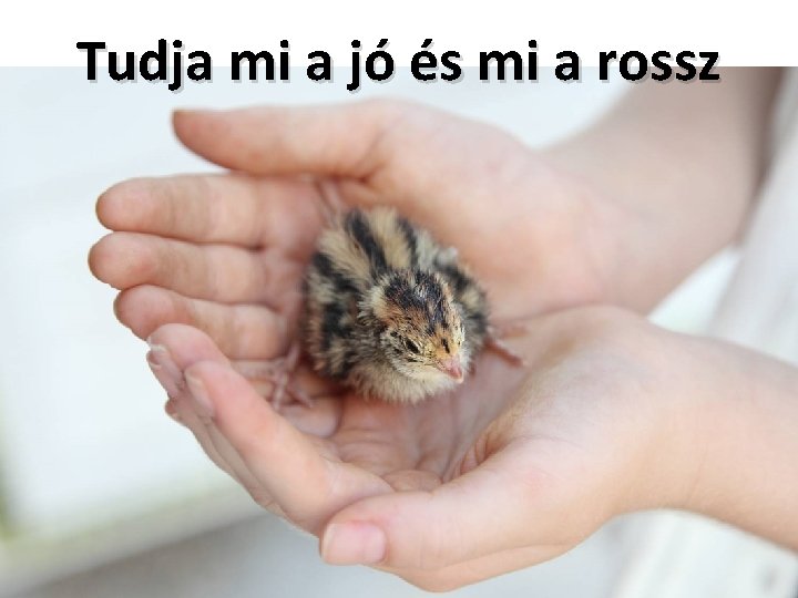 Tudja mi a jó és mi a rossz 