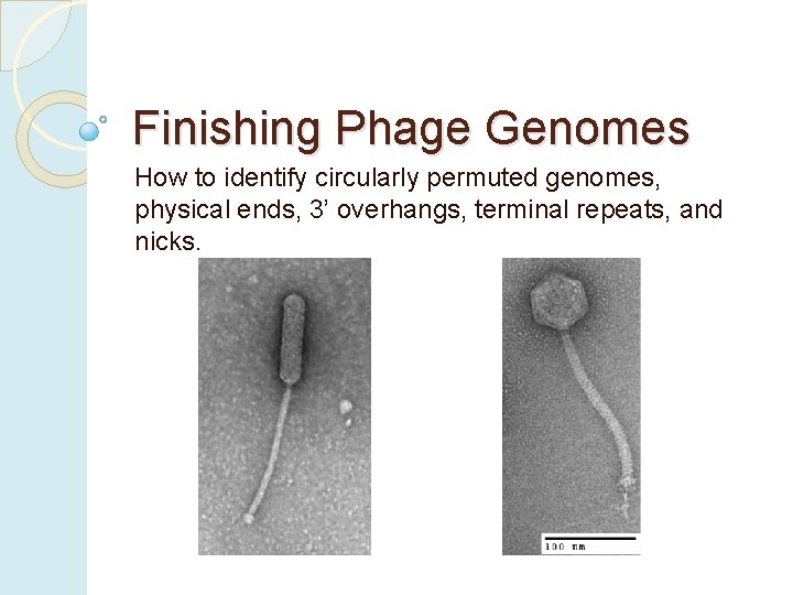 Finishing Phage Genomes How to identify circularly permuted genomes, physical ends, 3’ overhangs, terminal