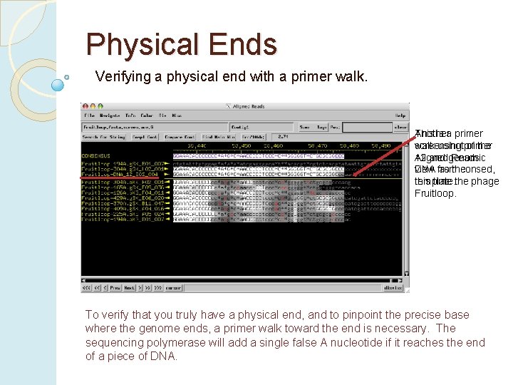 Physical Ends Verifying a physical end with a primer walk. This is a primer