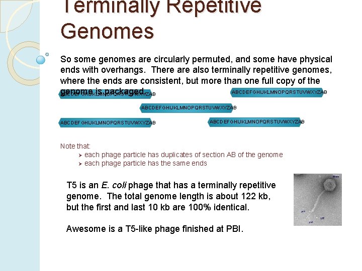 Terminally Repetitive Genomes So some genomes are circularly permuted, and some have physical ends