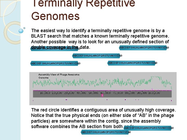 Terminally Repetitive Genomes The easiest way to identify a terminally repetitive genome is by