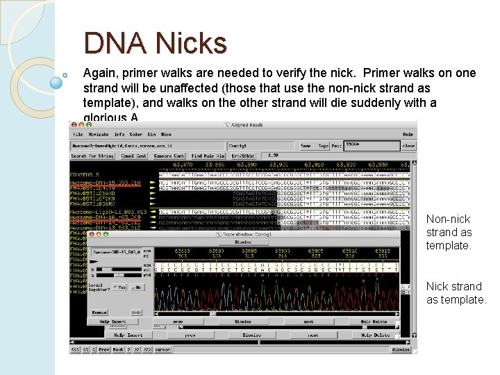 DNA Nicks Again, primer walks are needed to verify the nick. Primer walks on