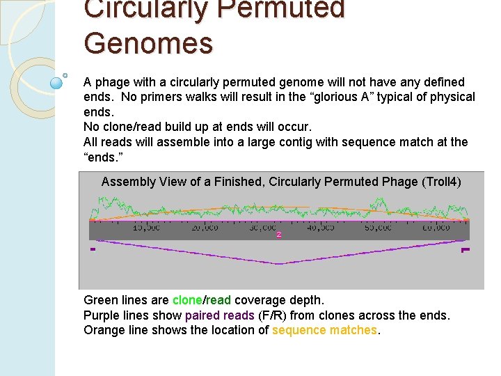 Circularly Permuted Genomes A phage with a circularly permuted genome will not have any