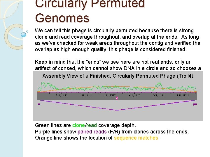 Circularly Permuted Genomes We can tell this phage is circularly permuted because there is