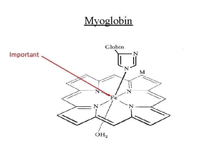 Myoglobin Important 