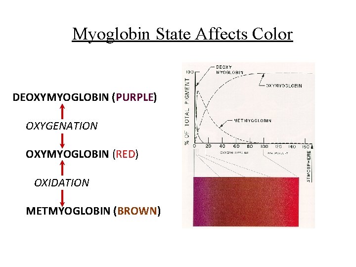 Myoglobin State Affects Color DEOXYMYOGLOBIN (PURPLE) OXYGENATION OXYMYOGLOBIN (RED) OXIDATION METMYOGLOBIN (BROWN) 