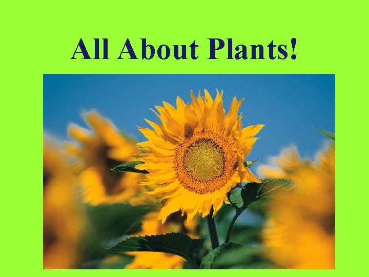 All About Plants! 