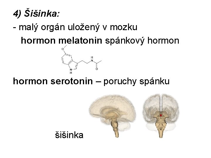 4) Šišinka: - malý orgán uložený v mozku hormon melatonin spánkový hormon serotonin –