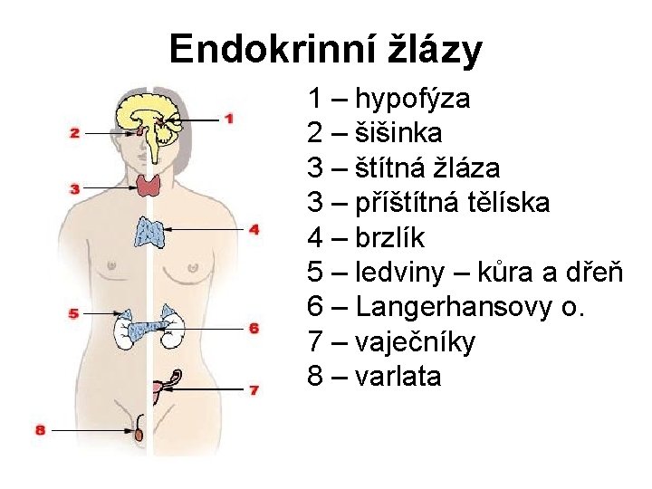 Endokrinní žlázy 1 – hypofýza 2 – šišinka 3 – štítná žláza 3 –