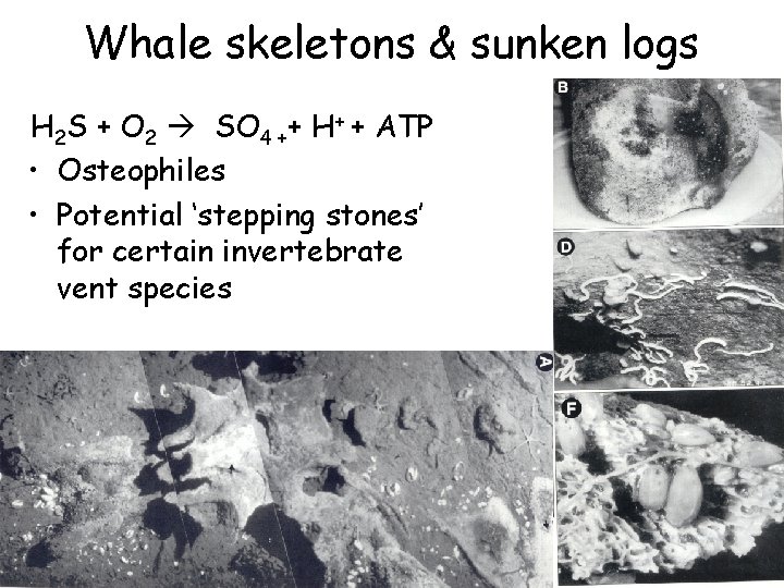 Whale skeletons & sunken logs H 2 S + O 2 SO 4 ++