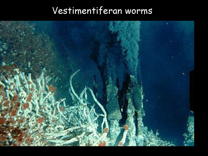 Vestimentiferan worms 