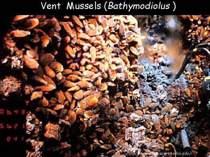Vent Mussels (Bathymodiolus ) www. divediscover. whoi. edu/i 