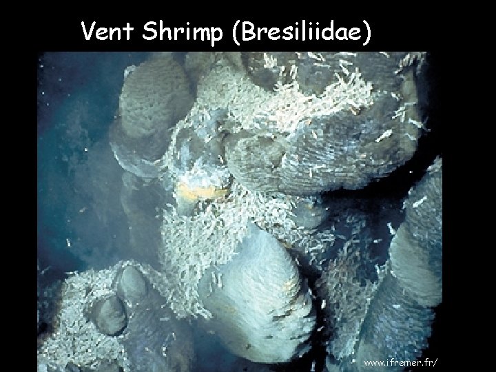 Vent Shrimp (Bresiliidae) www. ifremer. fr/ 