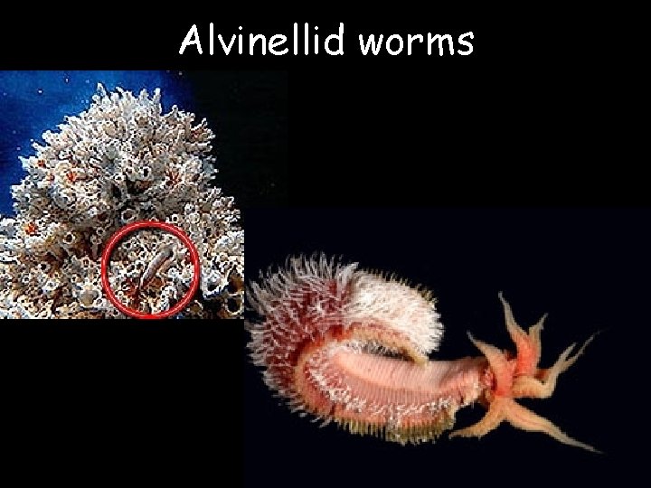Alvinellid worms 