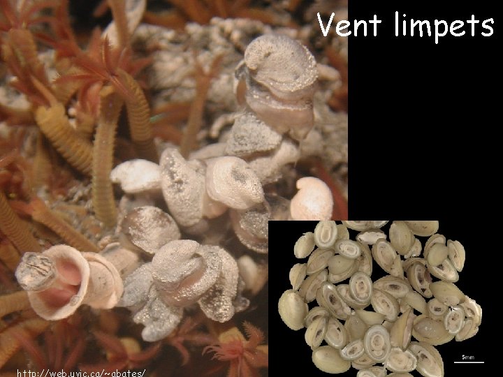 Vent limpets 