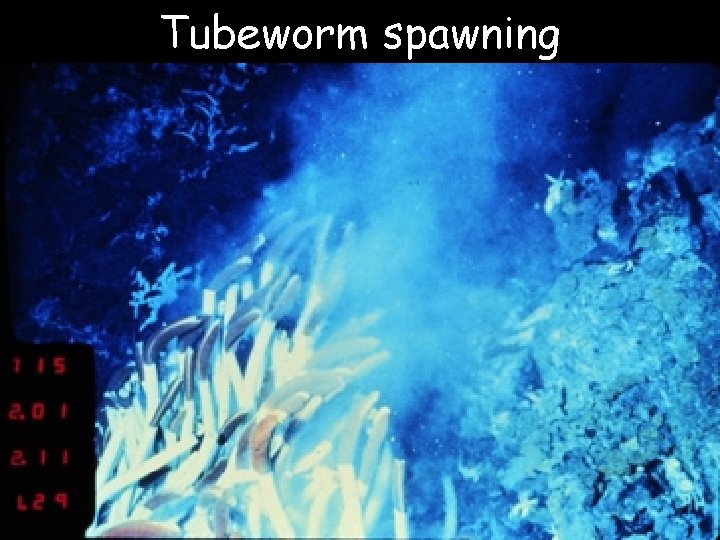 Tubeworm spawning 