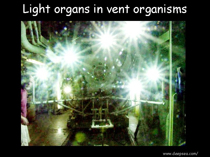 Light organs in vent organisms www. deepsea. com/ 