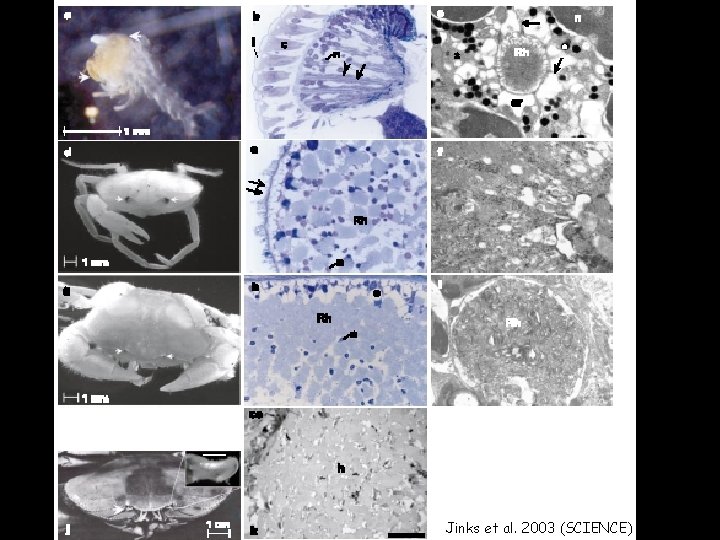 Jinks et al. 2003 (SCIENCE) 