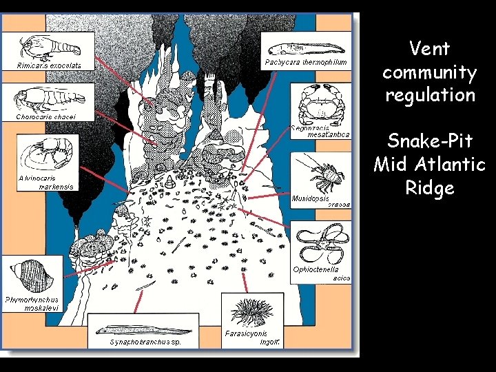 Vent community regulation Snake-Pit Mid Atlantic Ridge 