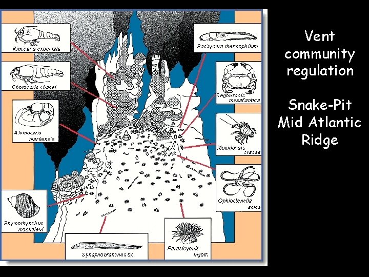 Vent community regulation Snake-Pit Mid Atlantic Ridge 
