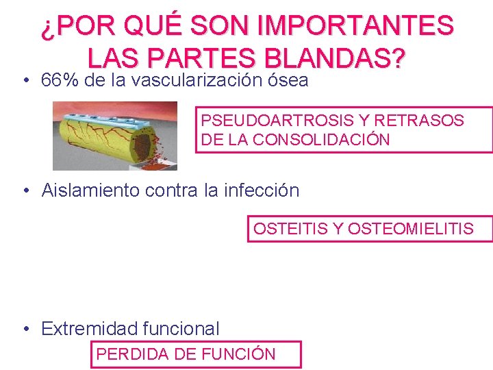 ¿POR QUÉ SON IMPORTANTES LAS PARTES BLANDAS? • 66% de la vascularización ósea PSEUDOARTROSIS