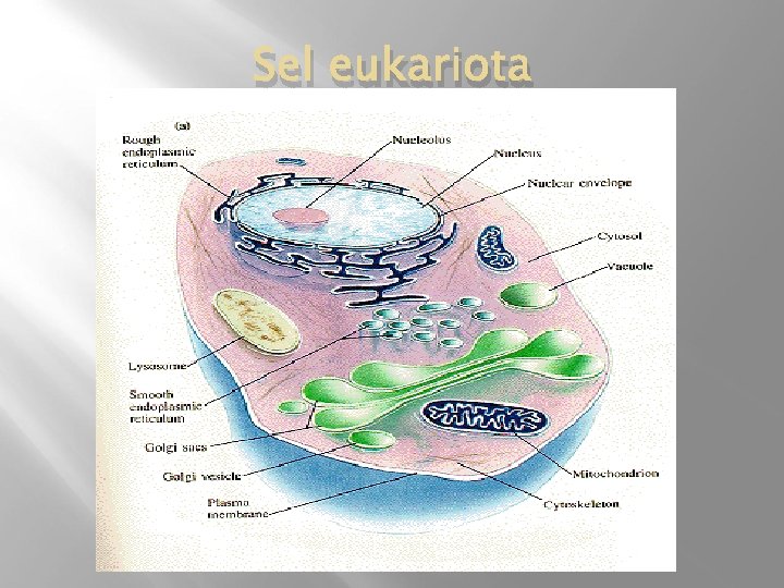 Sel eukariota 