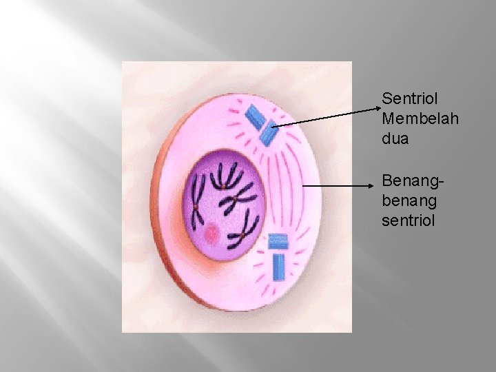 Sentriol Membelah dua Benangbenang sentriol 