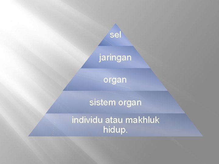 sel jaringan organ sistem organ individu atau makhluk hidup. 