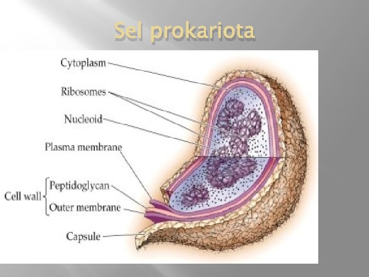 Sel prokariota 