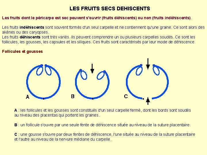 LES FRUITS SECS DEHISCENTS Les fruits dont le péricarpe est sec peuvent s'ouvrir (fruits