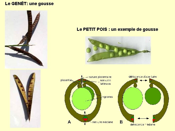 Le GENÊT: une gousse Le PETIT POIS : un exemple de gousse 