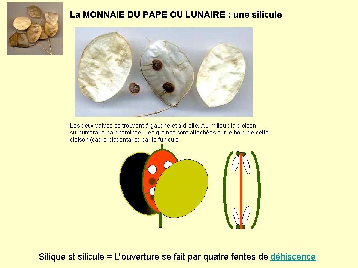 La MONNAIE DU PAPE OU LUNAIRE : une silicule Les deux valves se trouvent