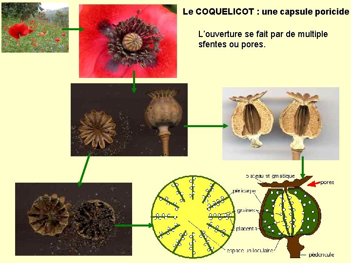 Le COQUELICOT : une capsule poricide L’ouverture se fait par de multiple sfentes ou