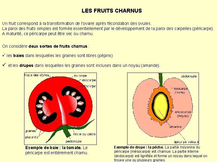 LES FRUITS CHARNUS Un fruit correspond à la transformation de l'ovaire après fécondation des