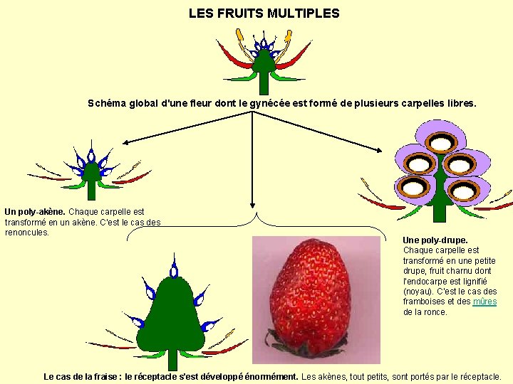 LES FRUITS MULTIPLES Schéma global d'une fleur dont le gynécée est formé de plusieurs