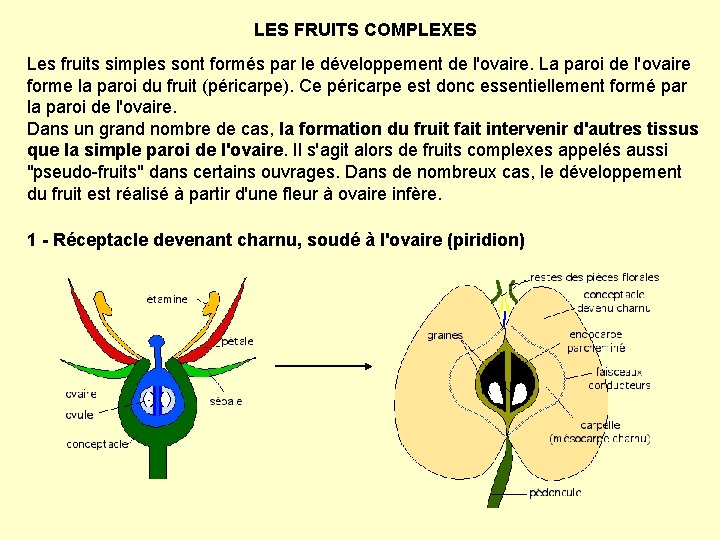 LES FRUITS COMPLEXES Les fruits simples sont formés par le développement de l'ovaire. La