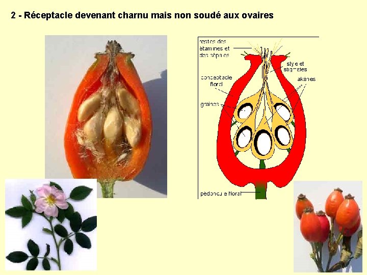 2 - Réceptacle devenant charnu mais non soudé aux ovaires 