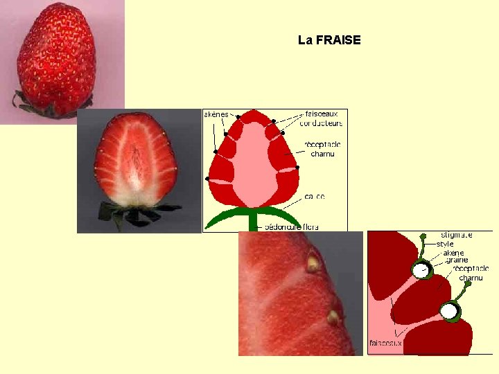 La FRAISE 