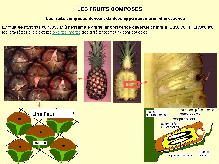 LES FRUITS COMPOSES Les fruits composés dérivent du développement d'une inflorescence Le fruit de