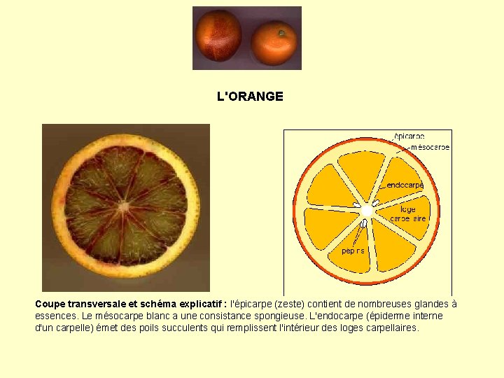 L'ORANGE Coupe transversale et schéma explicatif : l'épicarpe (zeste) contient de nombreuses glandes à