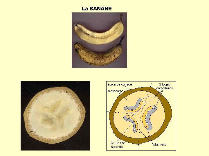 La BANANE 