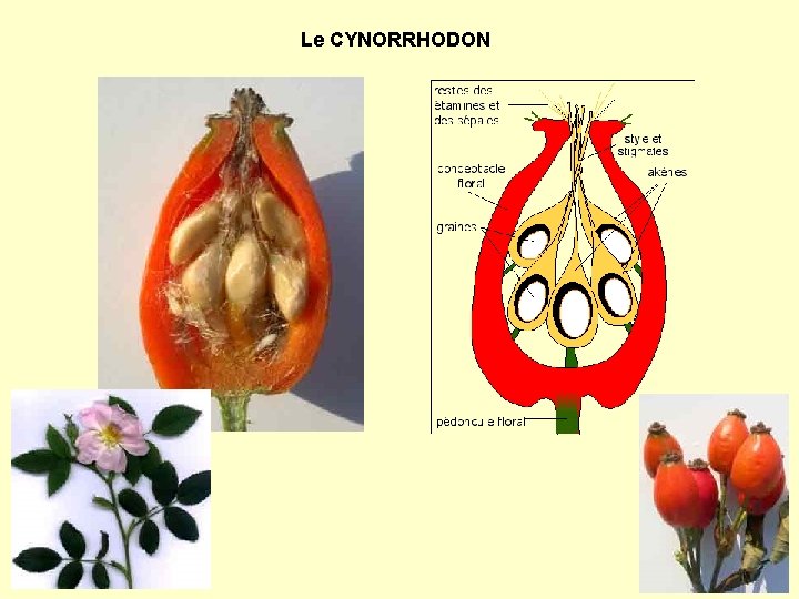 Le CYNORRHODON 