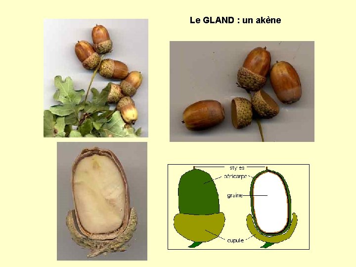 Le GLAND : un akène 